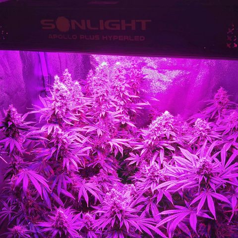 Growerina growlog photo: 18,15 Ok