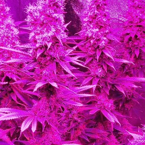 Growerina growlog photo: 18,15 Ok