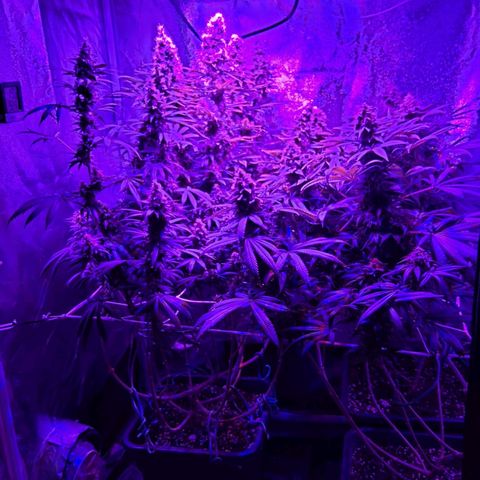 Growerina growlog photo: 21,15 Ok