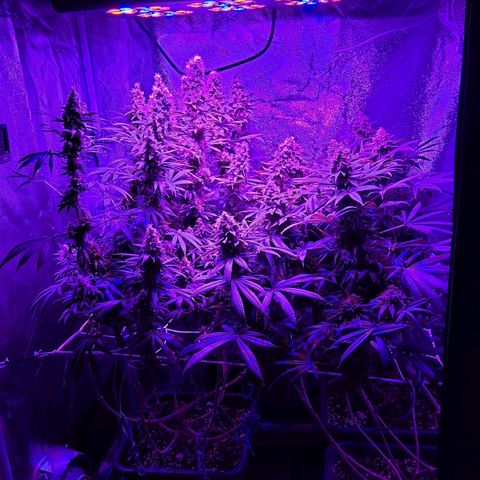 Growerina growlog photo: 19,45 Ok