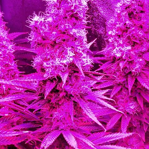 Growerina growlog photo: 19,45 Ok