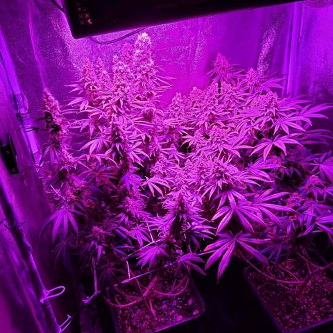 Growerina growlog photo: 20,15 Ok