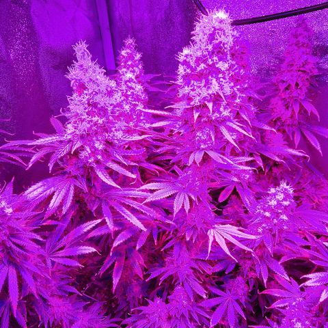 Growerina growlog photo: 20,15 Ok