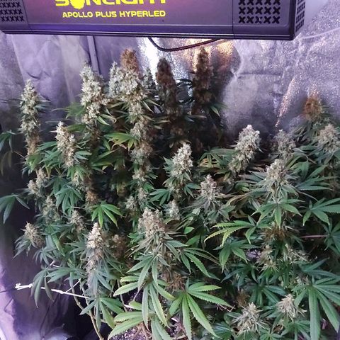 Growerina growlog photo: 20,00 Ok