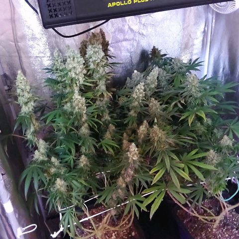 Growerina growlog photo: 20,00 Ok