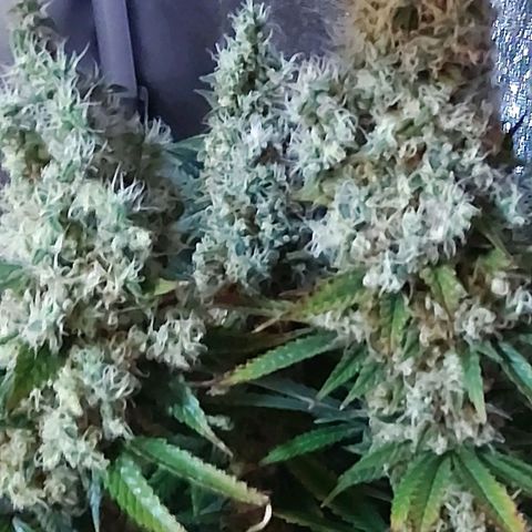 Growerina growlog photo: 20,00 Ok