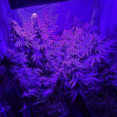 Growerina growlog photo: 0,15 Ok