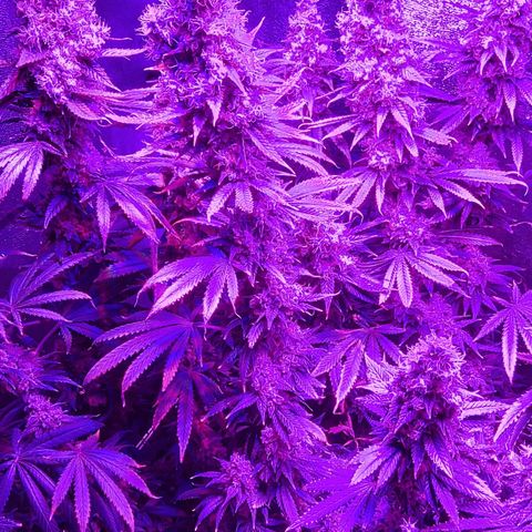 Growerina growlog photo: 0,15 Ok