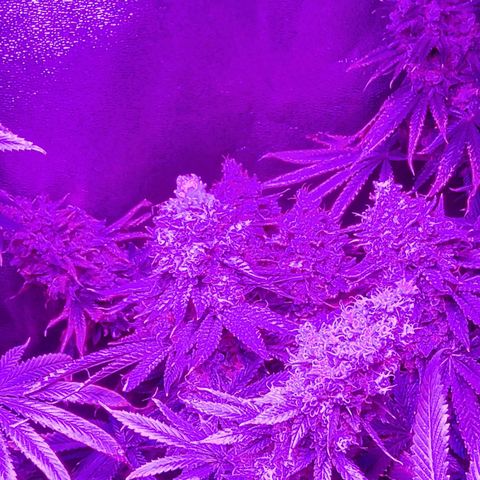 Growerina growlog photo: 0,15 Ok