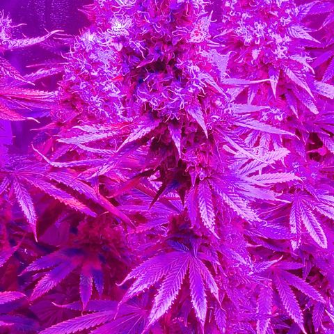 Growerina growlog photo: 02,39 Ok