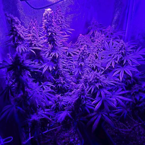 Growerina growlog photo: 02,39 Ok