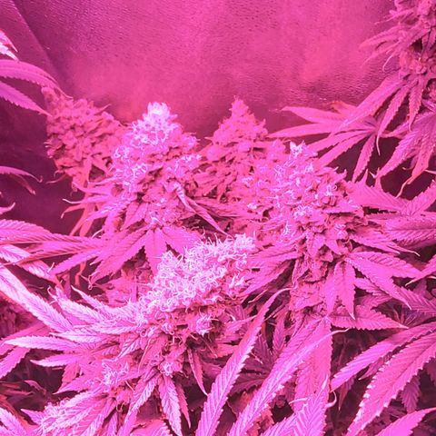 Growerina growlog photo: 02,39 Ok