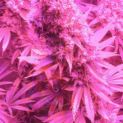 Growerina growlog photo: 19,30 Ok