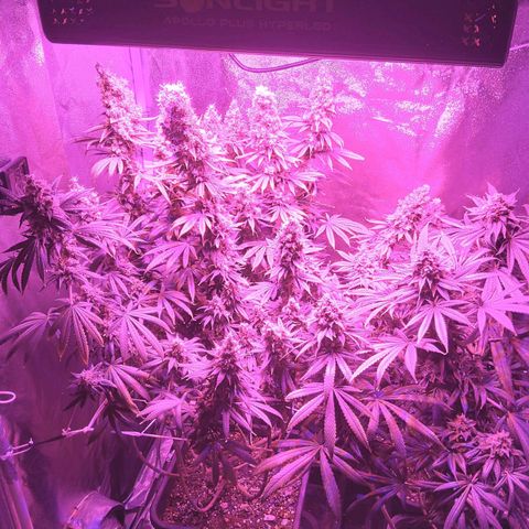 Growerina growlog photo: 19,30 Ok