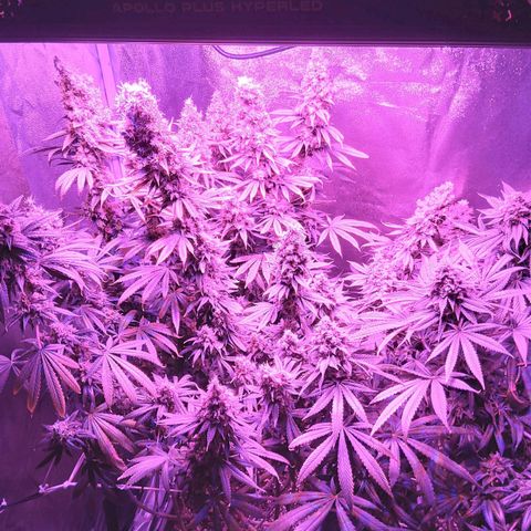 Growerina growlog photo: 01,00 Ok