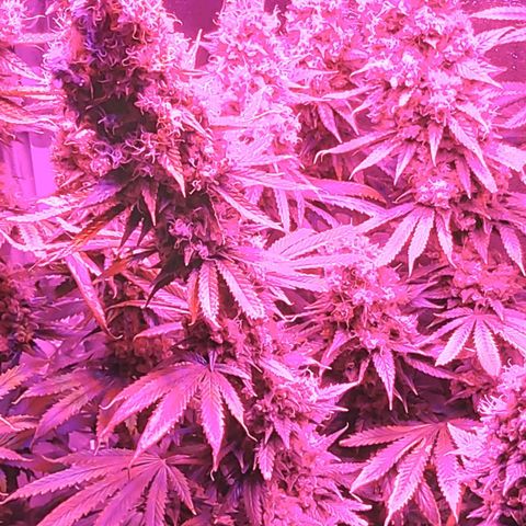 Growerina growlog photo: 01,00 Ok
