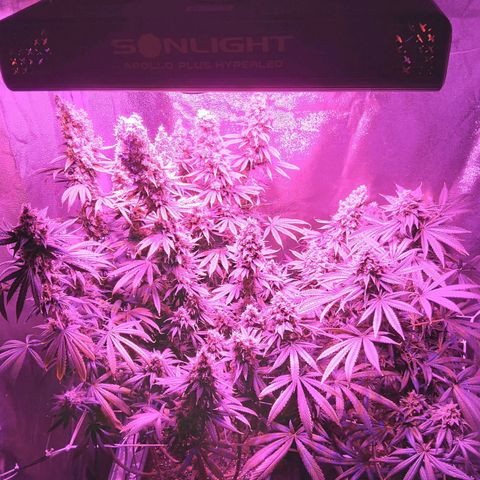 Growerina growlog photo: 18,15 Ok