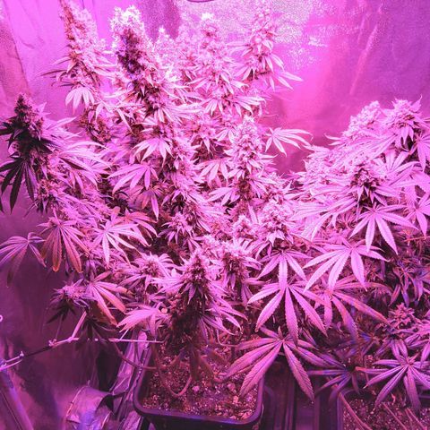 Growerina growlog photo: 19,15 Ok
