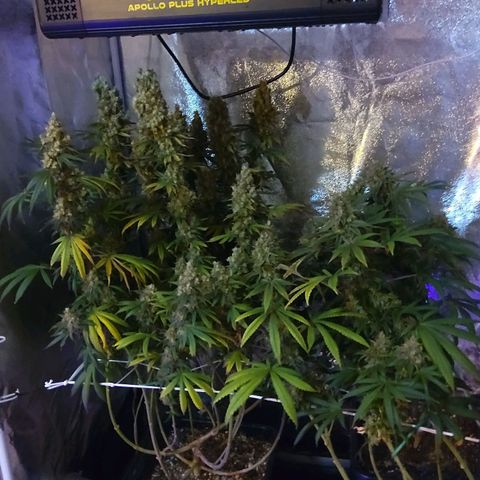 Growerina growlog photo: 18,00 Ultimo giorno
