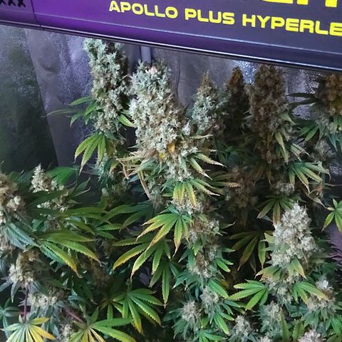 Growerina growlog timeline photo