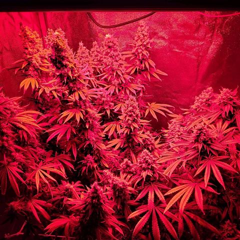 Growerina growlog photo: 18,00 Ultime ore diluce rossa