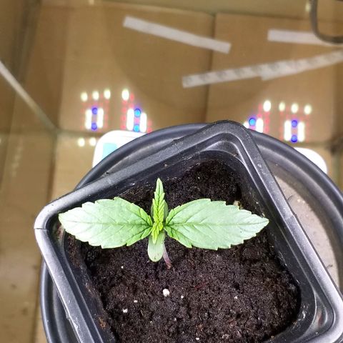 Northern Light Auto growlog timeline photo