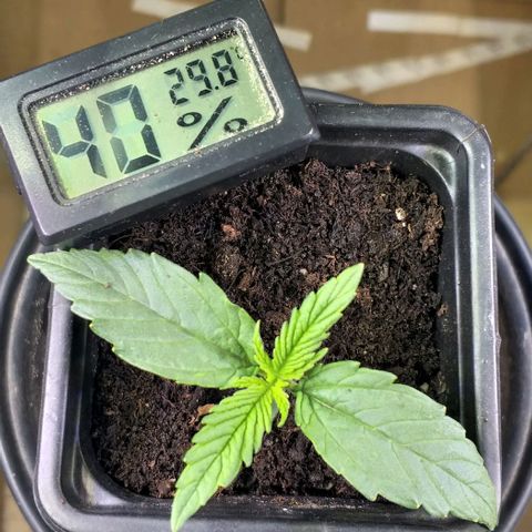 Northern Light Auto growlog timeline photo