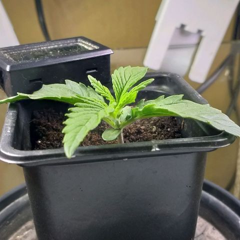 Northern Light Auto growlog timeline photo