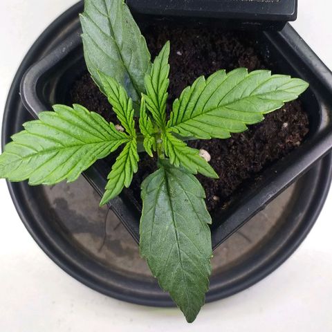 Northern Light Auto growlog timeline photo