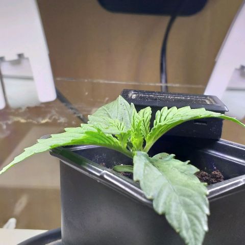 Northern Light Auto growlog timeline photo