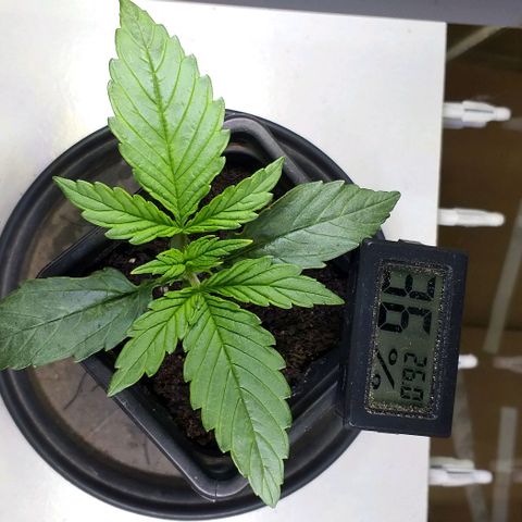 Northern Light Auto growlog timeline photo