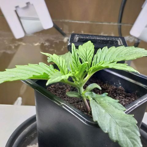 Northern Light Auto growlog timeline photo