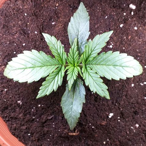 Northern Light Auto growlog photo: Umzug in 6,5L Endtopf