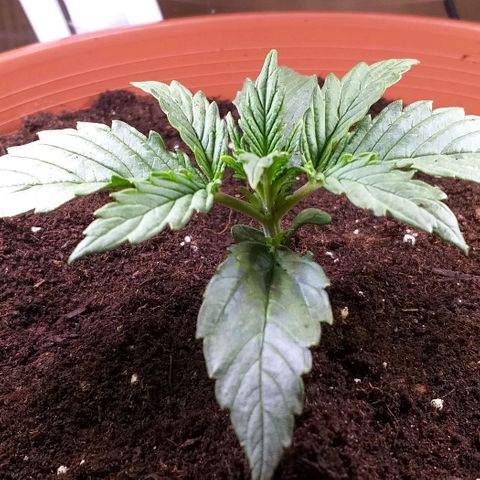 Northern Light Auto growlog photo: Umzug in 6,5L Endtopf