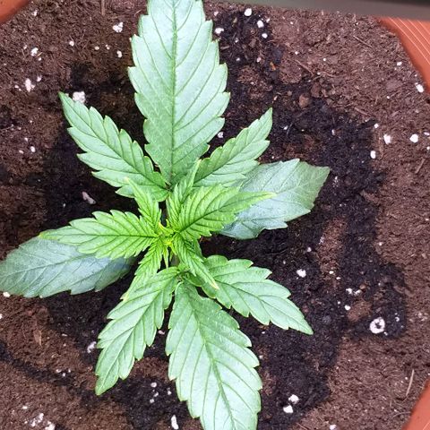 Northern Light Auto growlog timeline photo