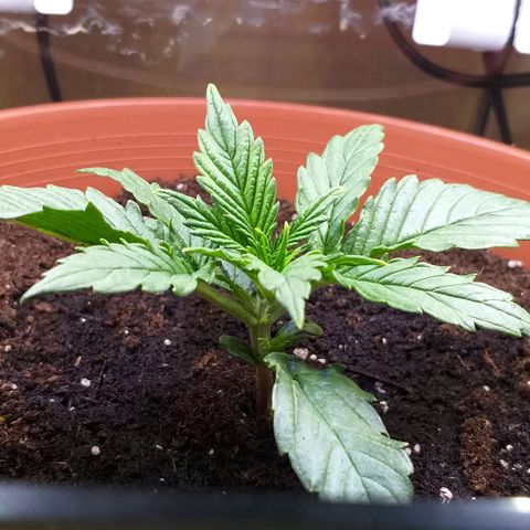 Northern Light Auto growlog timeline photo