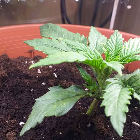 Northern Light Auto growlog timeline photo