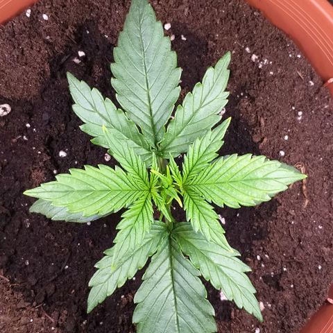Northern Light Auto growlog timeline photo