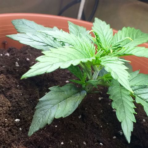 Northern Light Auto growlog timeline photo