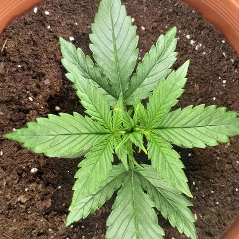 Northern Light Auto growlog timeline photo