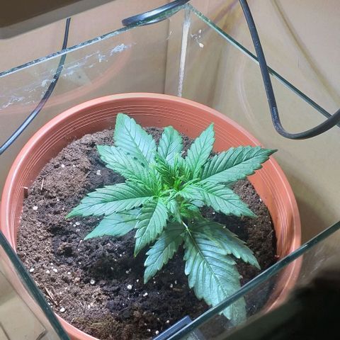 Northern Light Auto growlog timeline photo