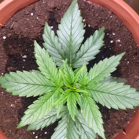 Northern Light Auto growlog timeline photo