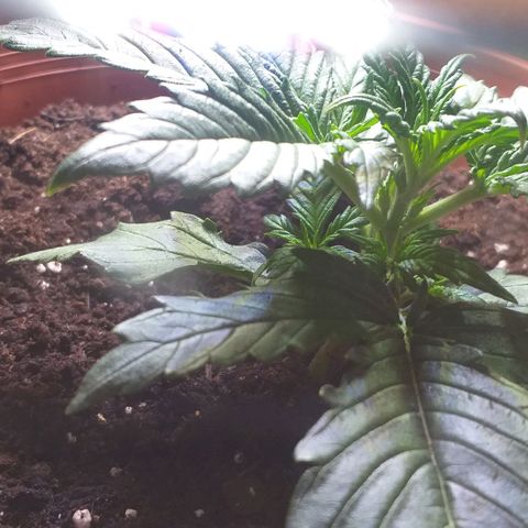 Northern Light Auto growlog timeline photo