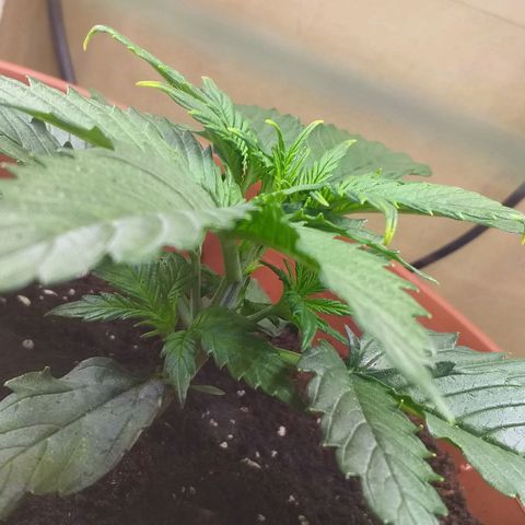 Northern Light Auto growlog timeline photo