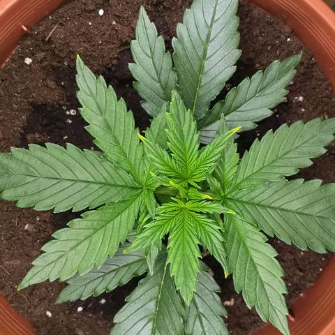 Northern Light Auto growlog timeline photo