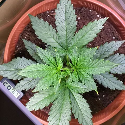 Northern Light Auto growlog timeline photo