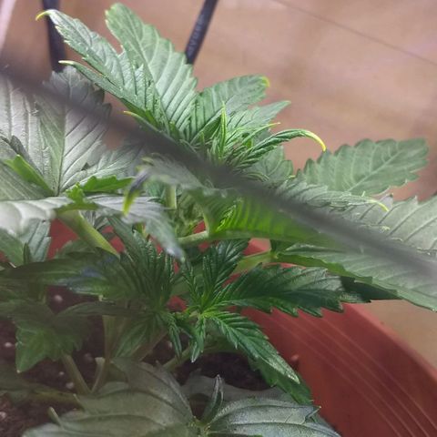 Northern Light Auto growlog timeline photo