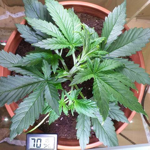 Northern Light Auto growlog photo: LST begonnen