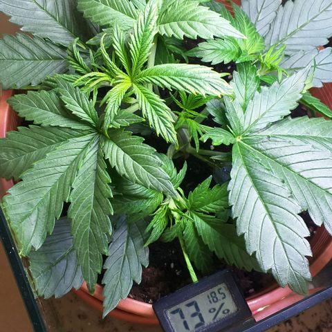 Northern Light Auto growlog timeline photo