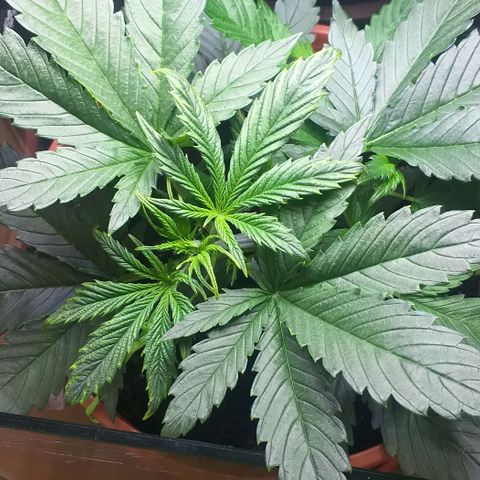 Northern Light Auto growlog timeline photo